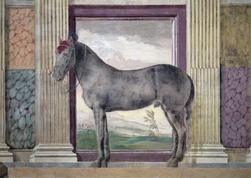Sala dei Cavalli, detalje med et portræt af „Morel Favorito“, en hest fra Ludovico Gonzaga III af Mantuas stalde, 1528